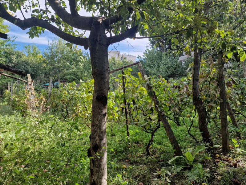 ZONA 23 AUGUST-CASA  4 CAMERE, TEREN 931 MP
